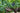 2024 Lone Palm Vineyard Old Vine Riesling 750mL